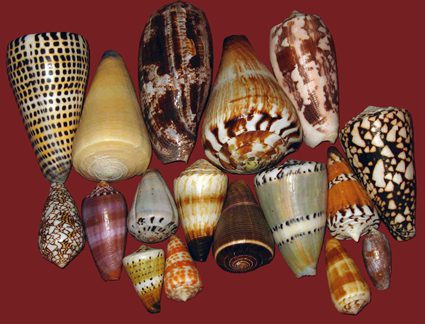 A group of shells of various species of cone snails