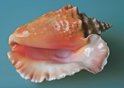 Sea shell (Trinidad & Tobago 2009)
