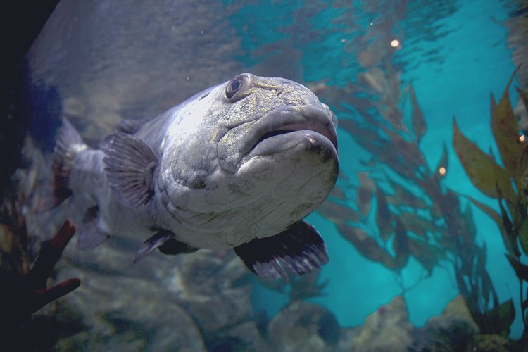 A giant sea bass at the California Academy of Sciences