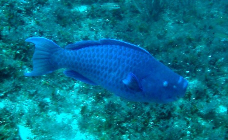 Blue parrotfish in Madagascar Reef