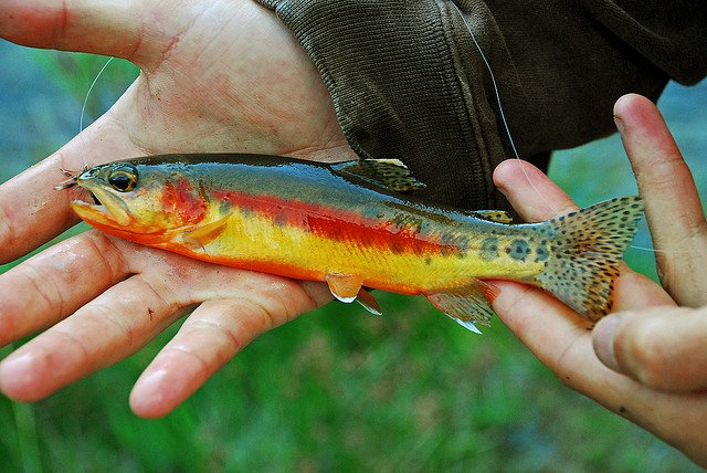 Golden_trout
