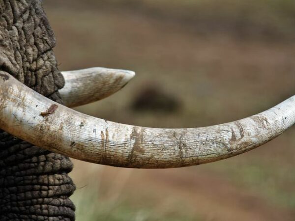 What to Do With Inherited Ivory: Tips for Selling