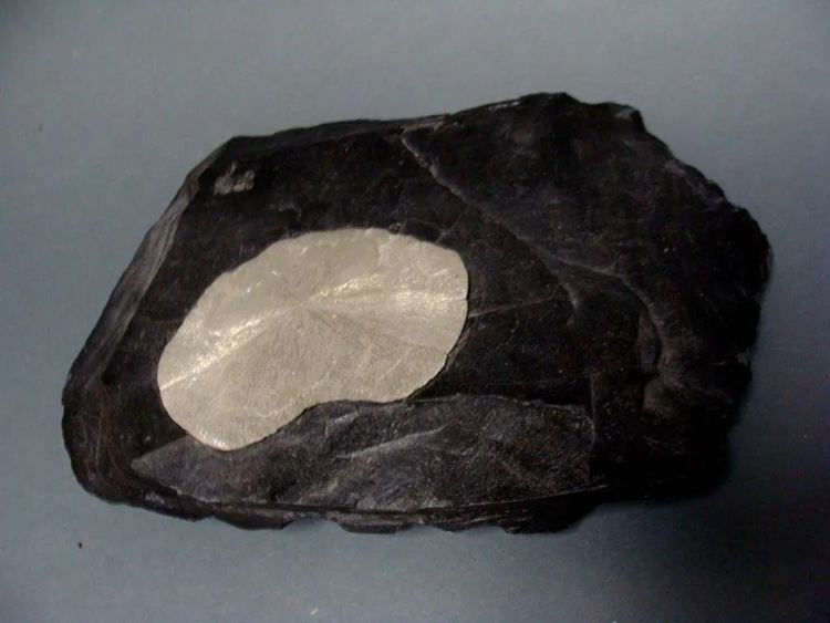 Slate Fossil